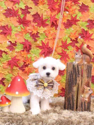 20241102もっちくん